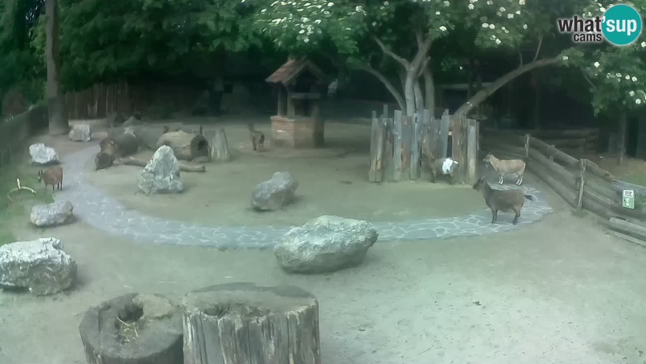 Zoo Zagreb – Cebo dai cornetti