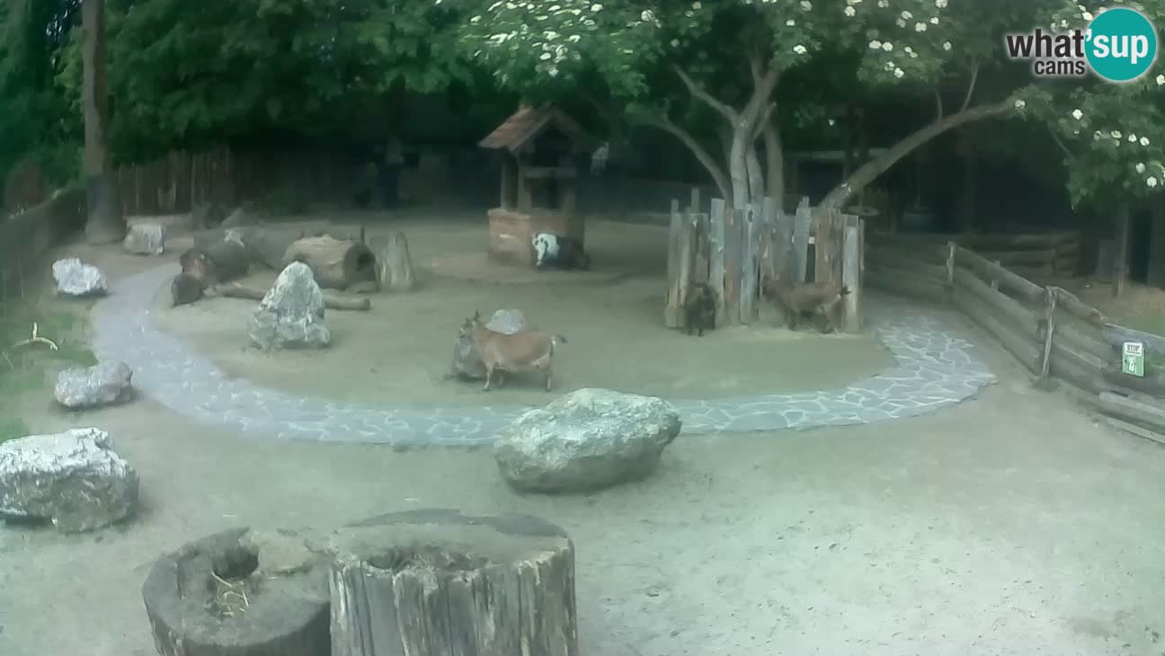 Zoo Zagreb –  Mono maicero