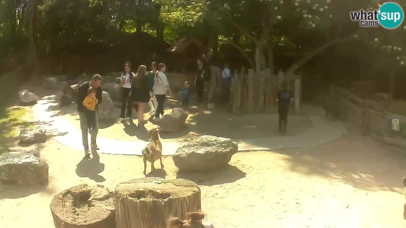 Zoo Zagreb – Brown Capuchin
