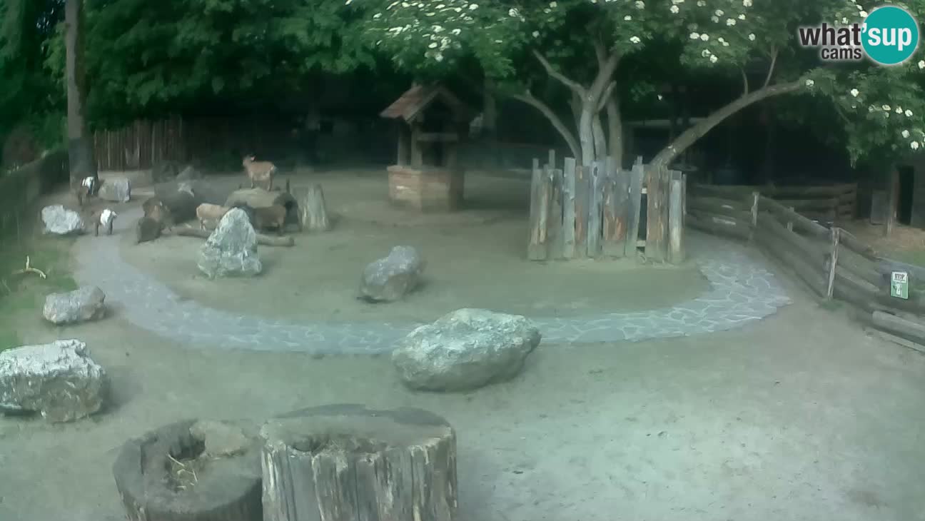 Zoo Zagreb –  Mono maicero