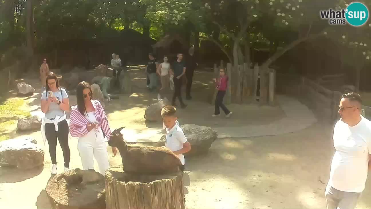 Zoo Zagreb –  Mono maicero