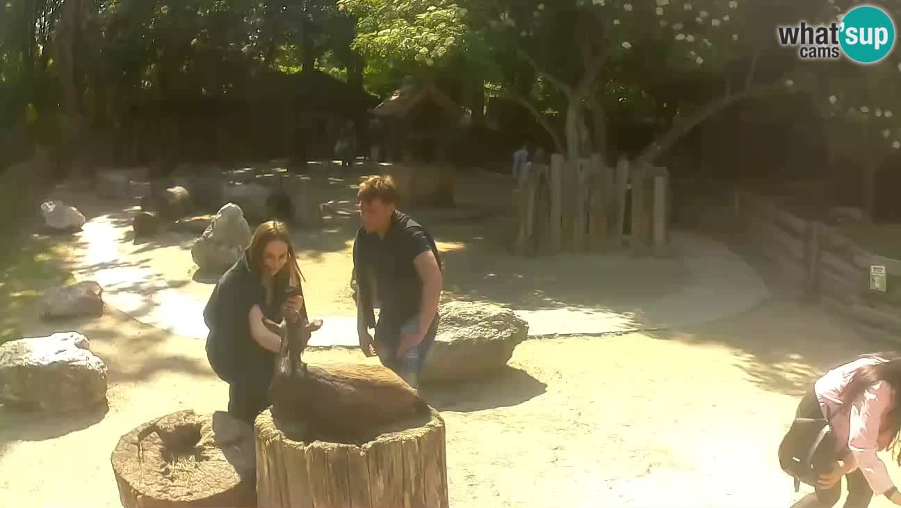 Zoo Zagreb – Haubenkapuziner