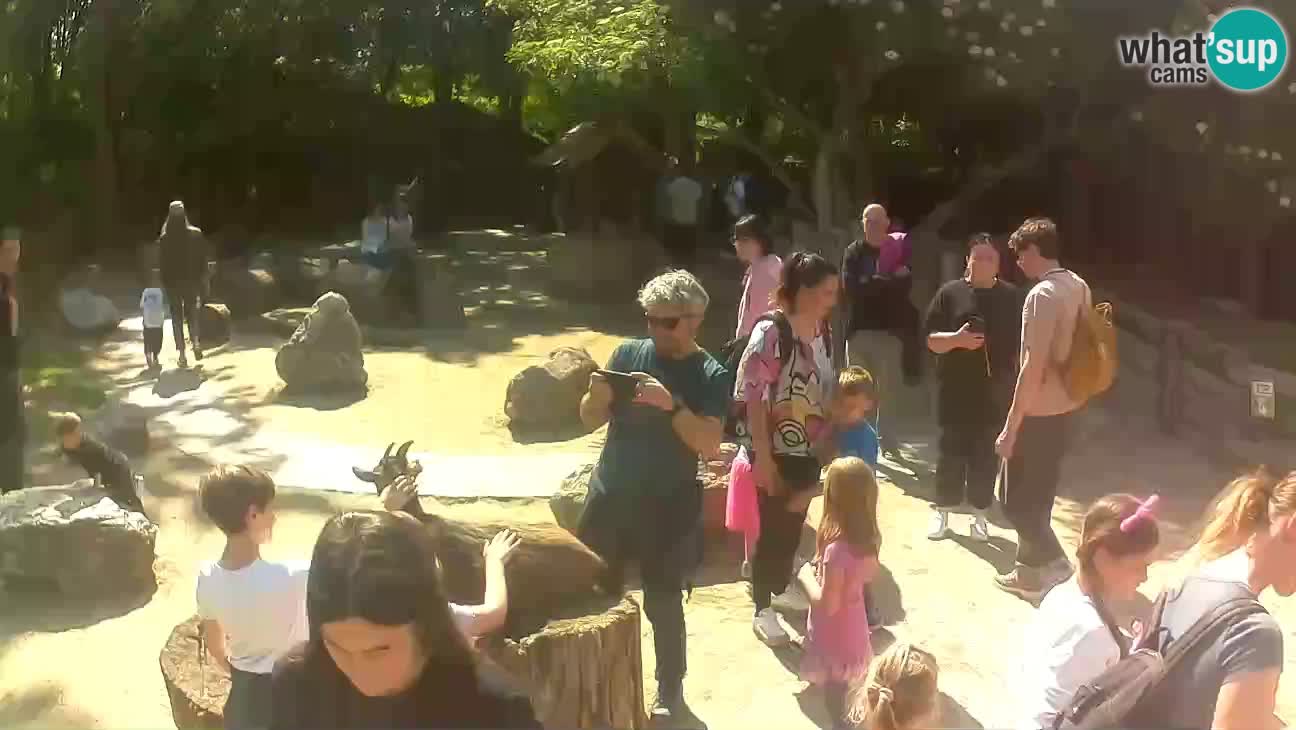 Zoo Zagreb –  Mono maicero
