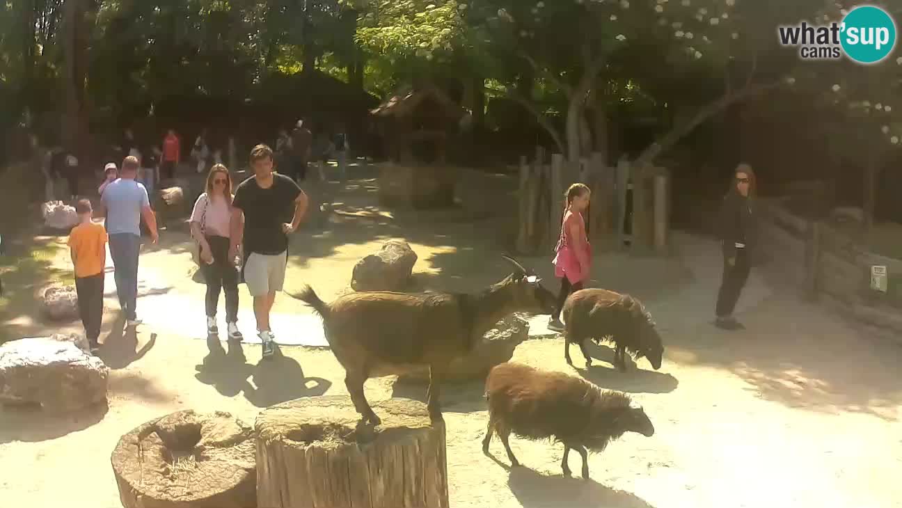 Zoo Zagreb – Brown Capuchin