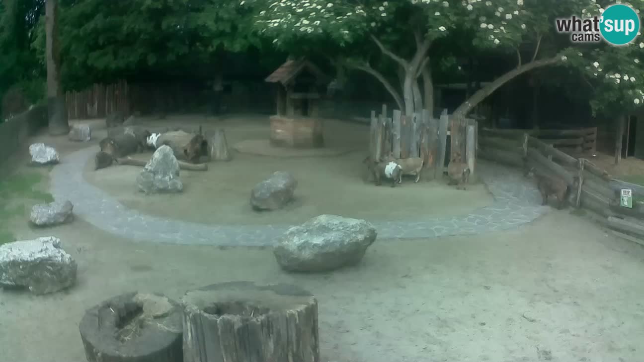 Zoo Zagreb – Cebo dai cornetti