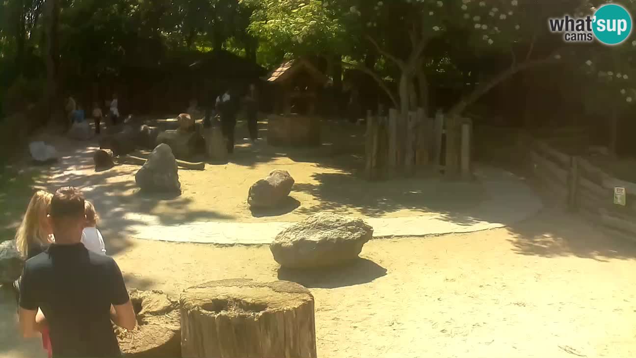 Zoo Zagreb – Cebo dai cornetti