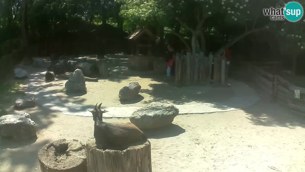 Zoo Zagreb –  Mono maicero