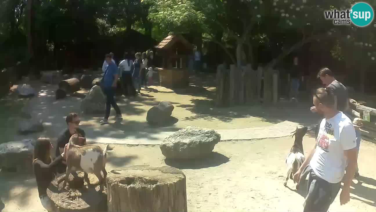 Zoo Zagreb – Haubenkapuziner