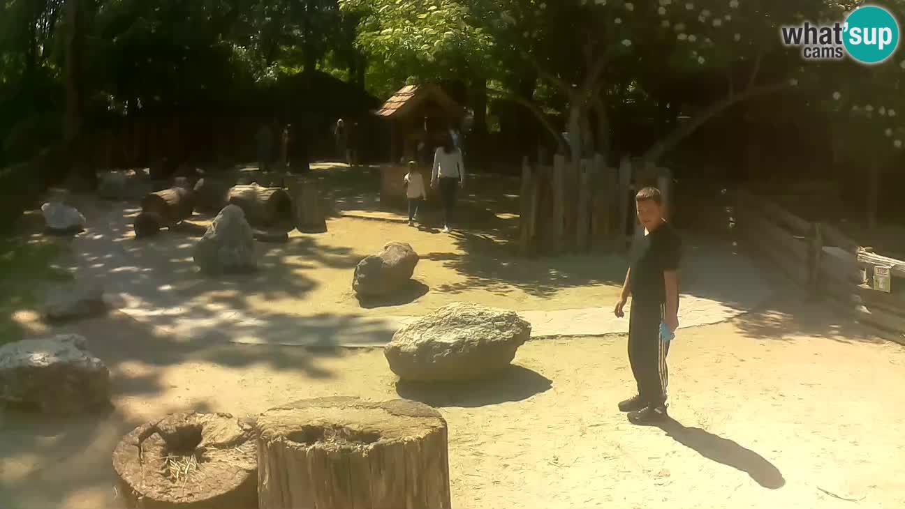Zoo Zagreb – Brown Capuchin