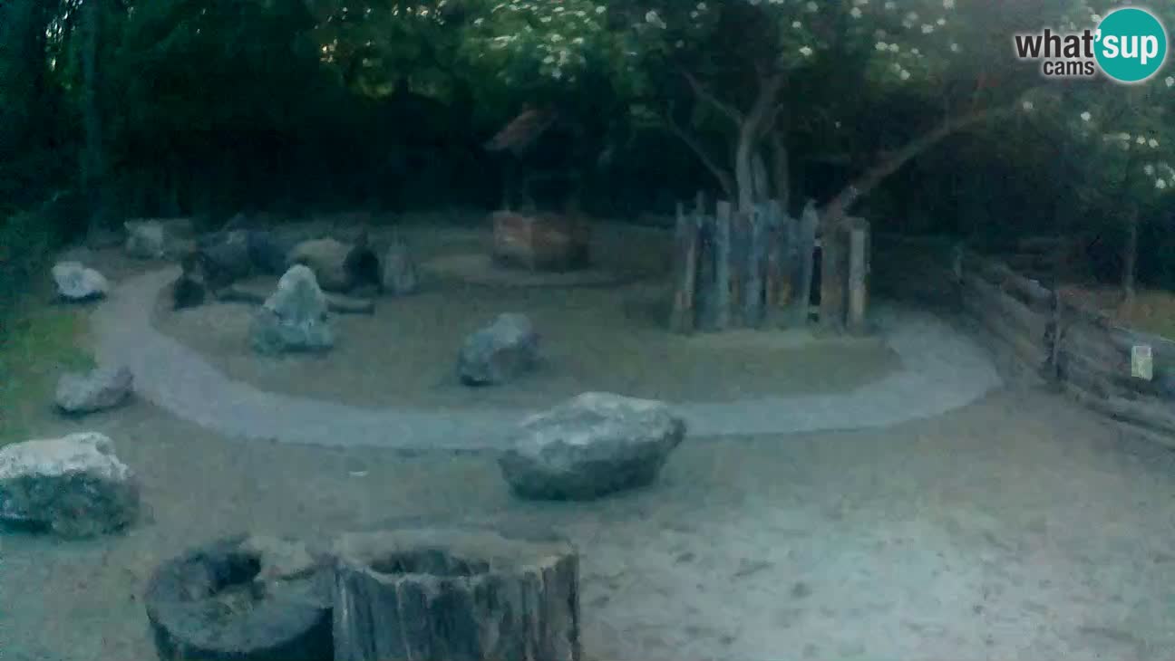 Zoo Zagreb – Brown Capuchin