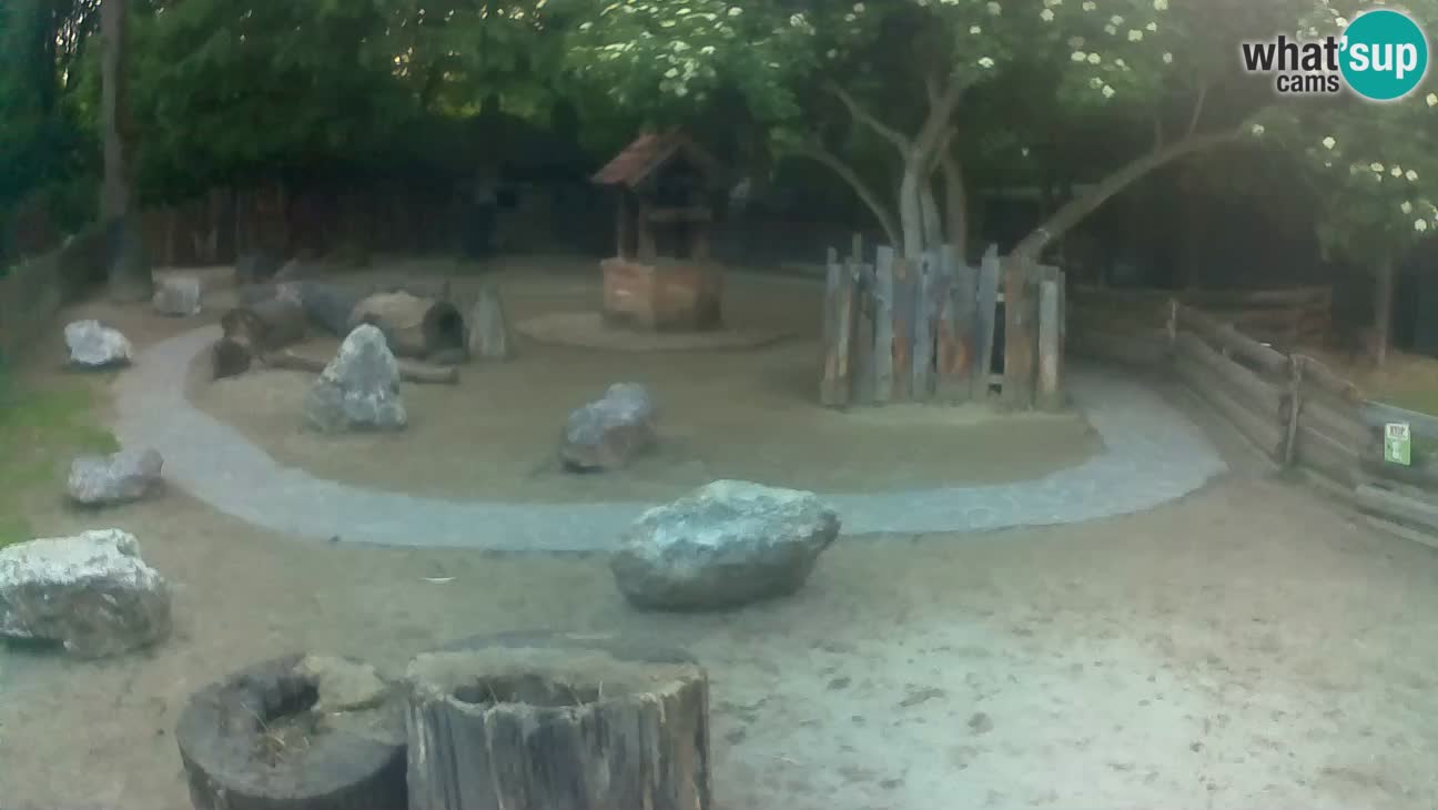 Zoo Zagreb – Rjava kapucinka