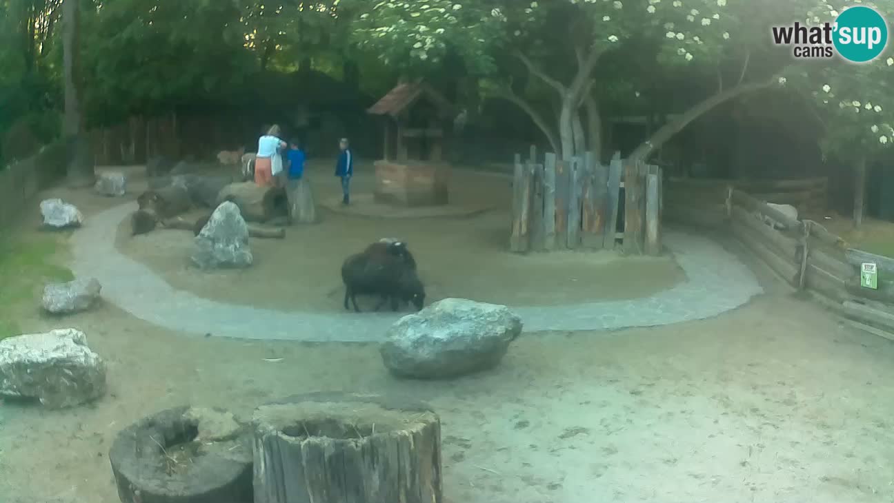 Zoo Zagreb – Brown Capuchin
