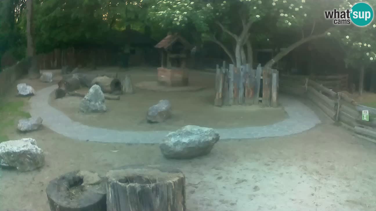 Zoo Zagreb – Brown Capuchin