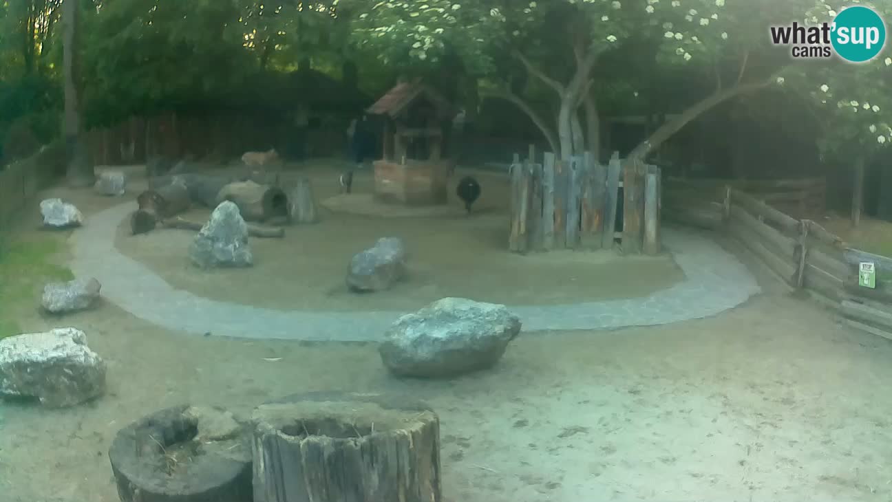 Zoo Zagreb – Brown Capuchin