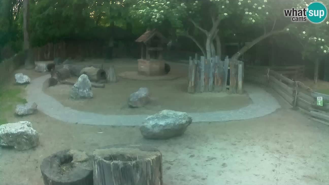 Zoo Zagreb – Brown Capuchin