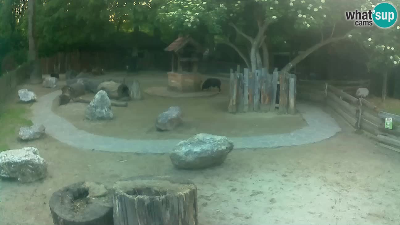 Zoo Zagreb – Rjava kapucinka