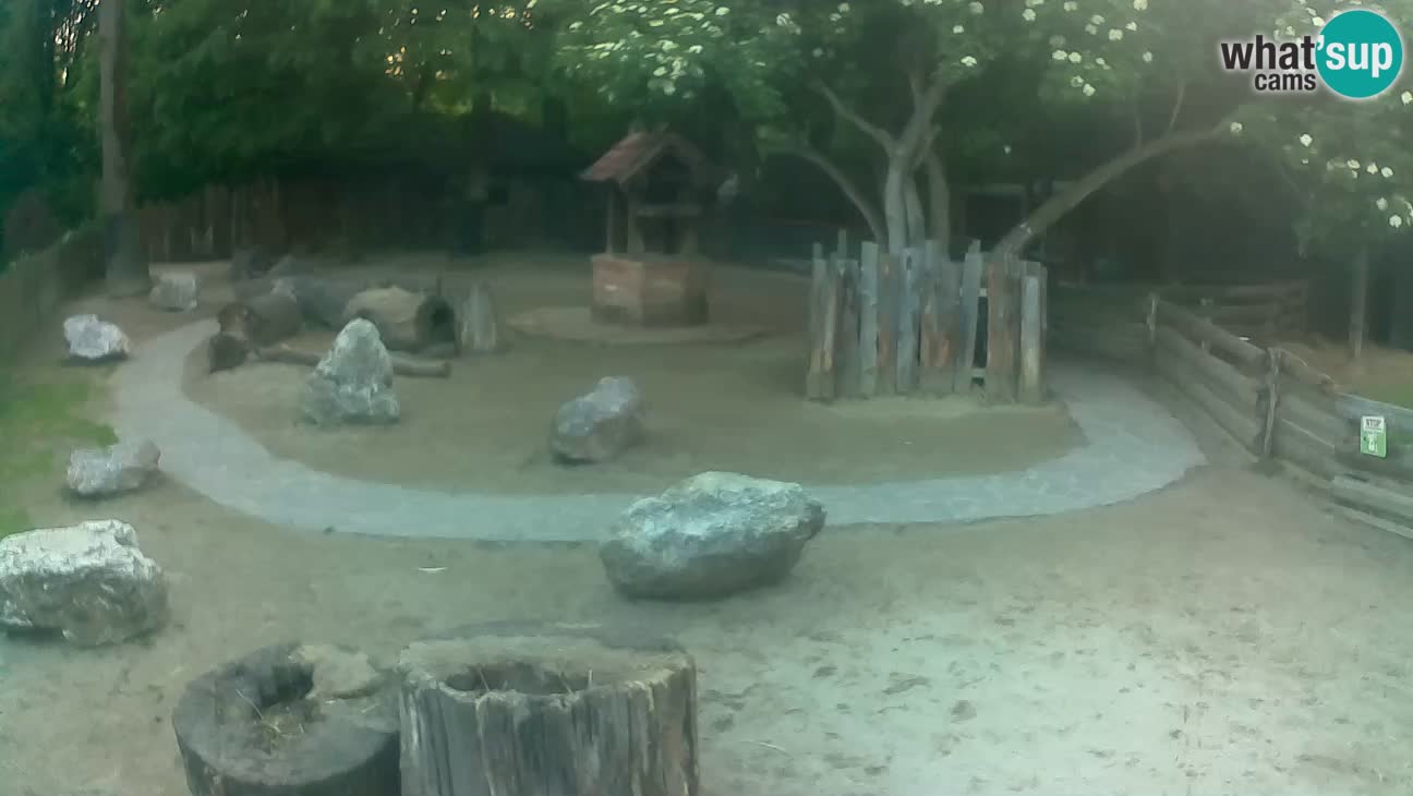 Zoo Zagreb – Brown Capuchin