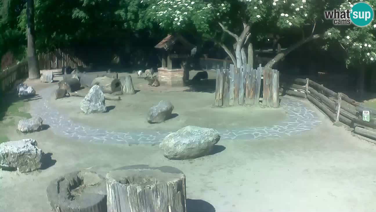 Zoo Zagreb – Cebus apella