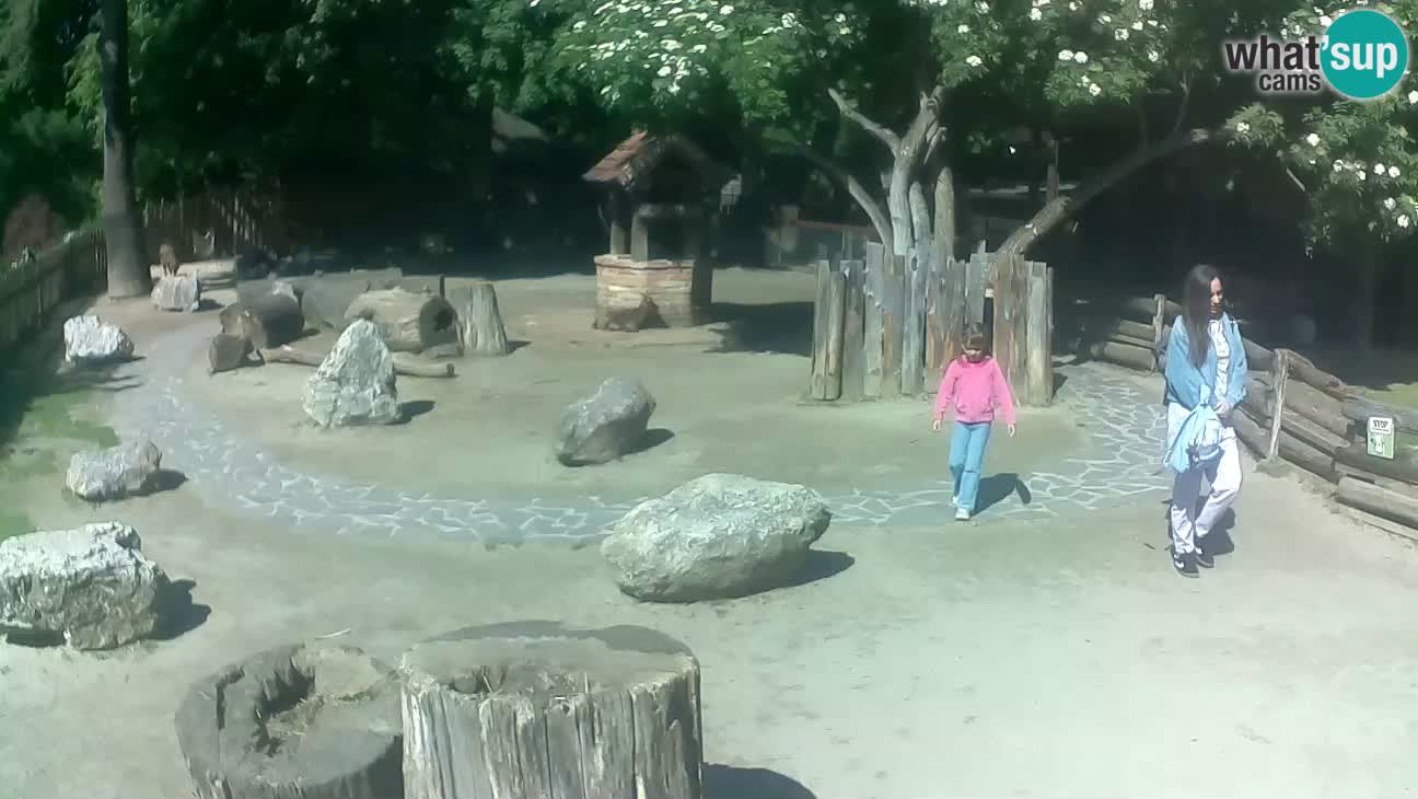 Zoo Zagreb – Rjava kapucinka