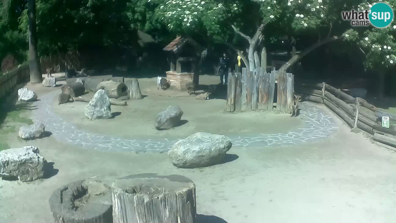 Zoo Zagreb – Cebus apella