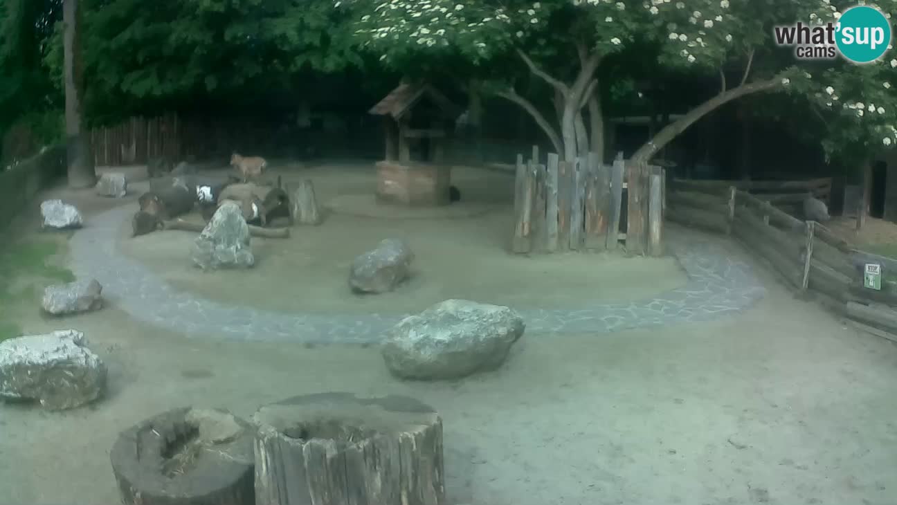 Zoo Zagreb – Brown Capuchin
