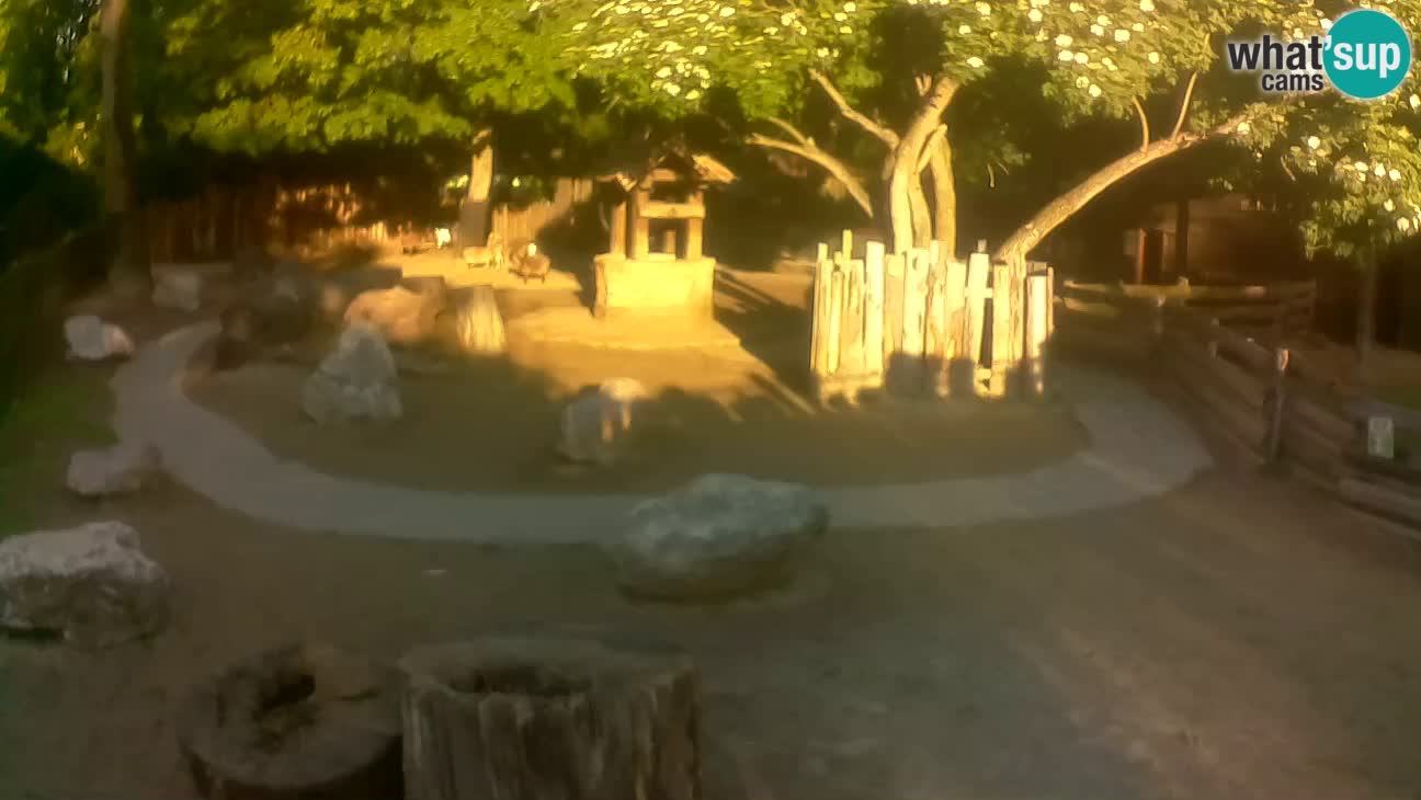 Zoo Zagreb – Haubenkapuziner