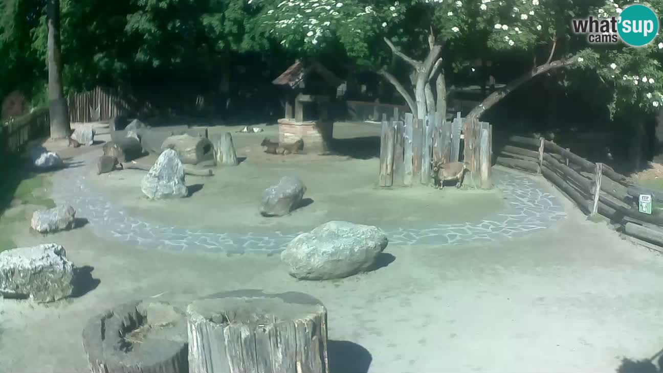 Zoo Zagreb –  Mono maicero