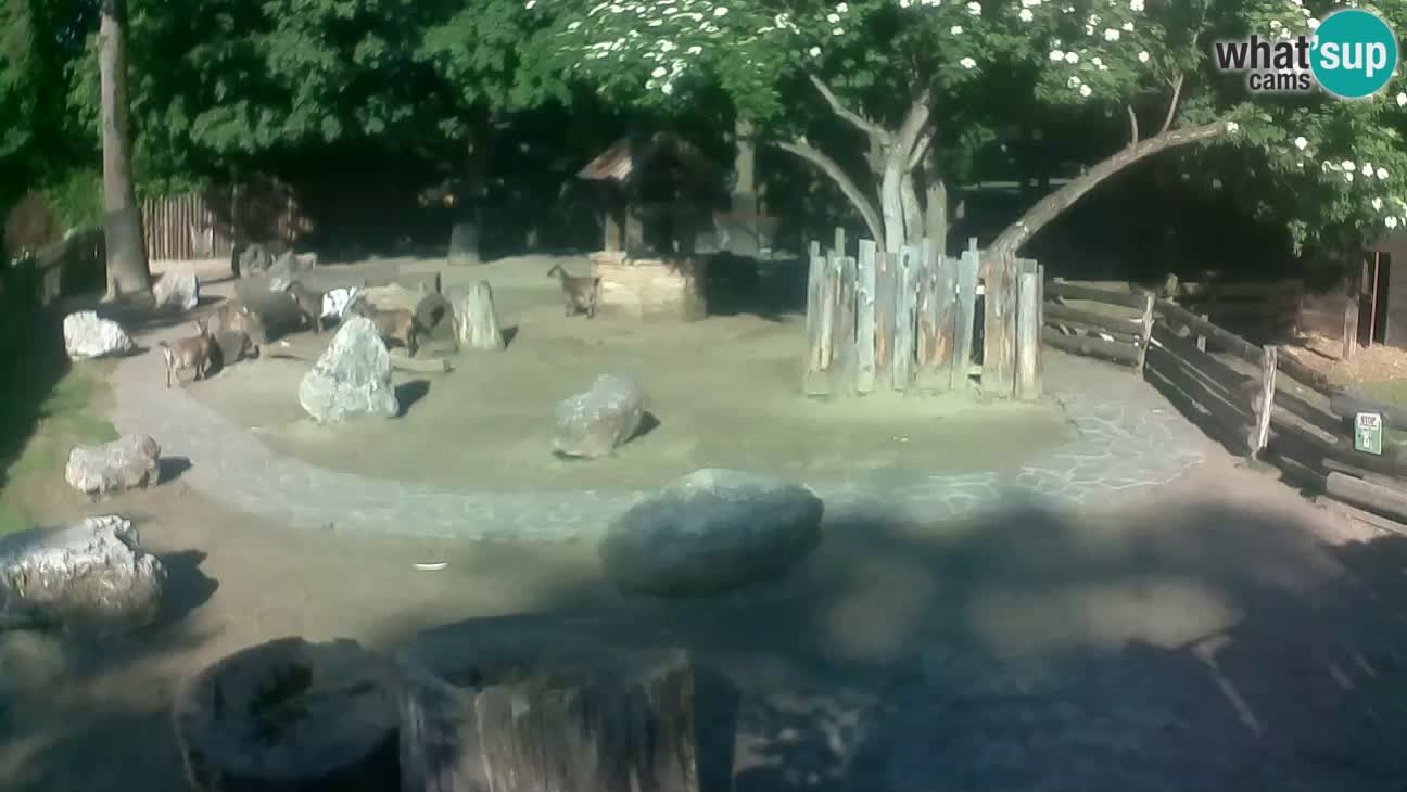 Zoo Zagreb – Brown Capuchin