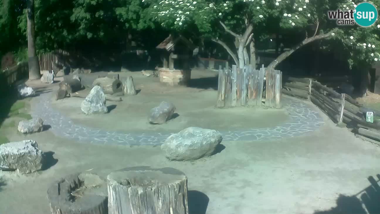 Zoo Zagreb – Haubenkapuziner