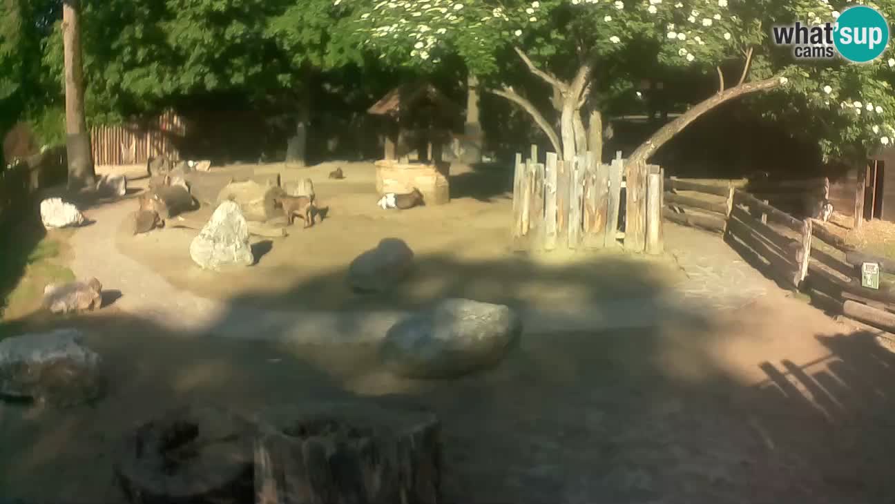 Zoo Zagreb – Rjava kapucinka