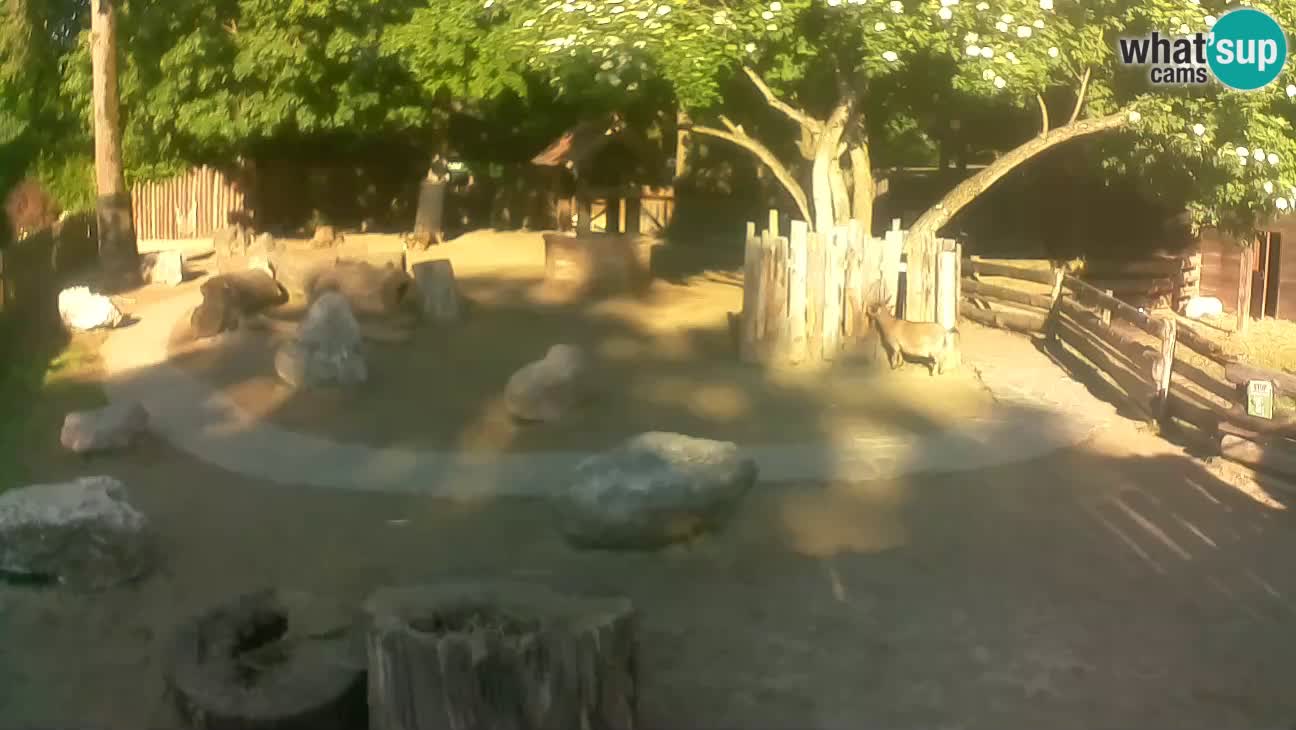 Zoo Zagreb – Cebus apella