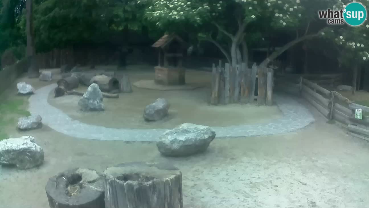 Zoo Zagreb – Rjava kapucinka
