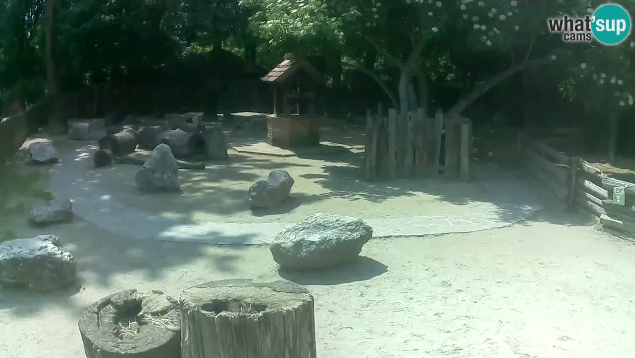 Zoo Zagreb –  Mono maicero