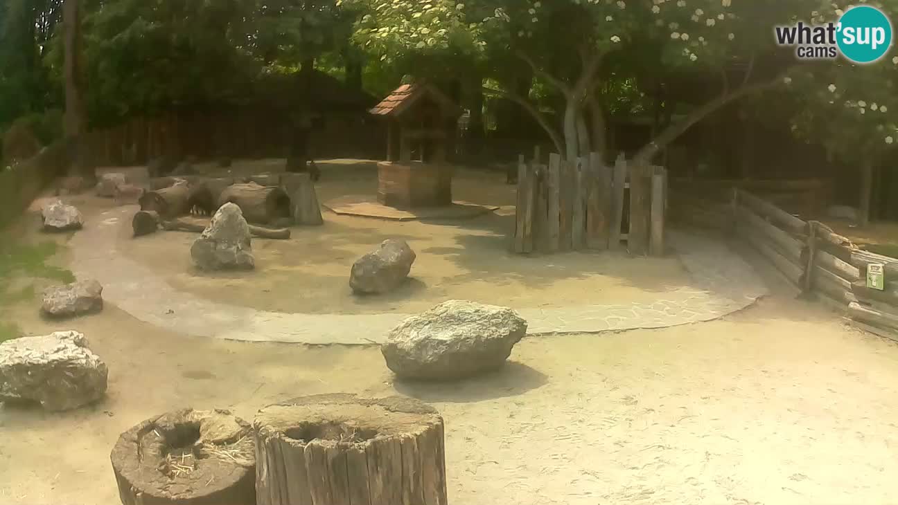 Zoo Zagreb – Brown Capuchin