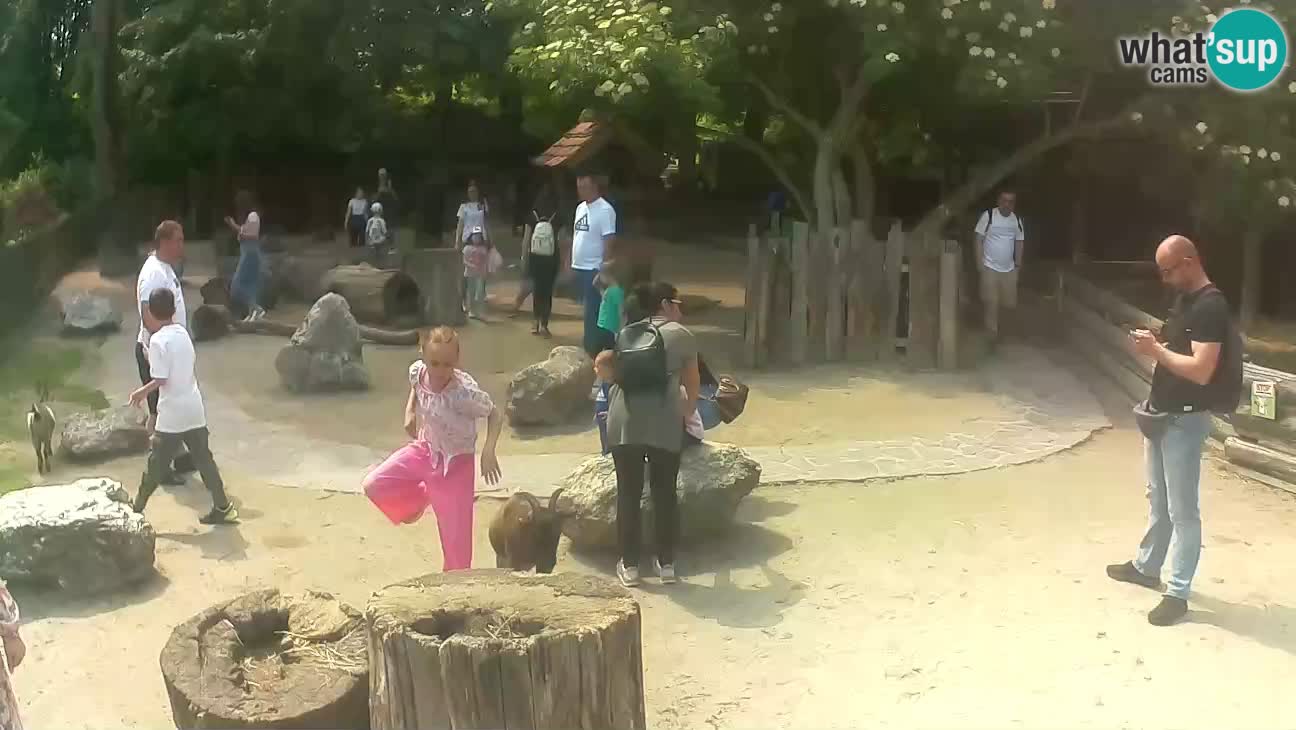 Zoo Zagreb – Haubenkapuziner