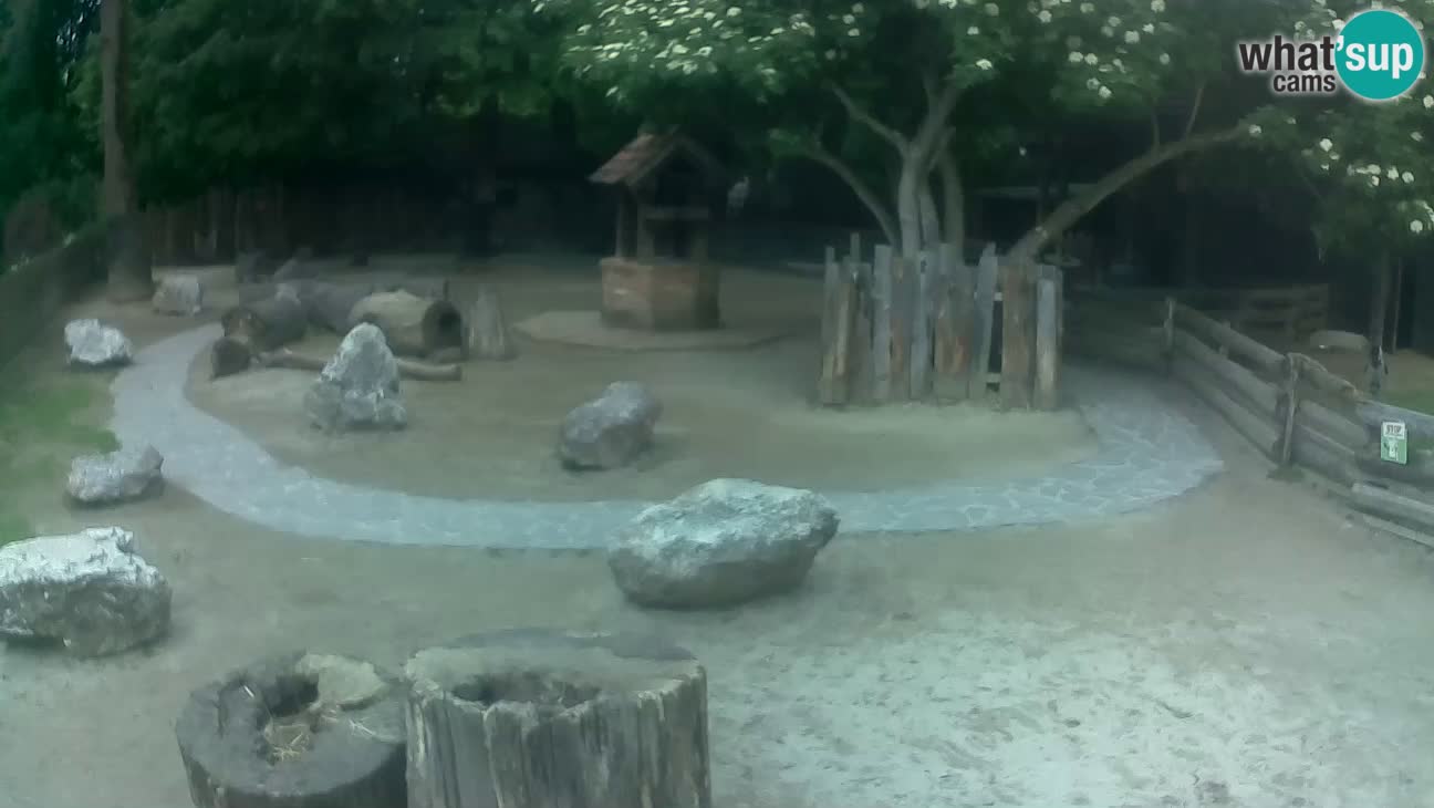 Zoo Zagreb – Haubenkapuziner