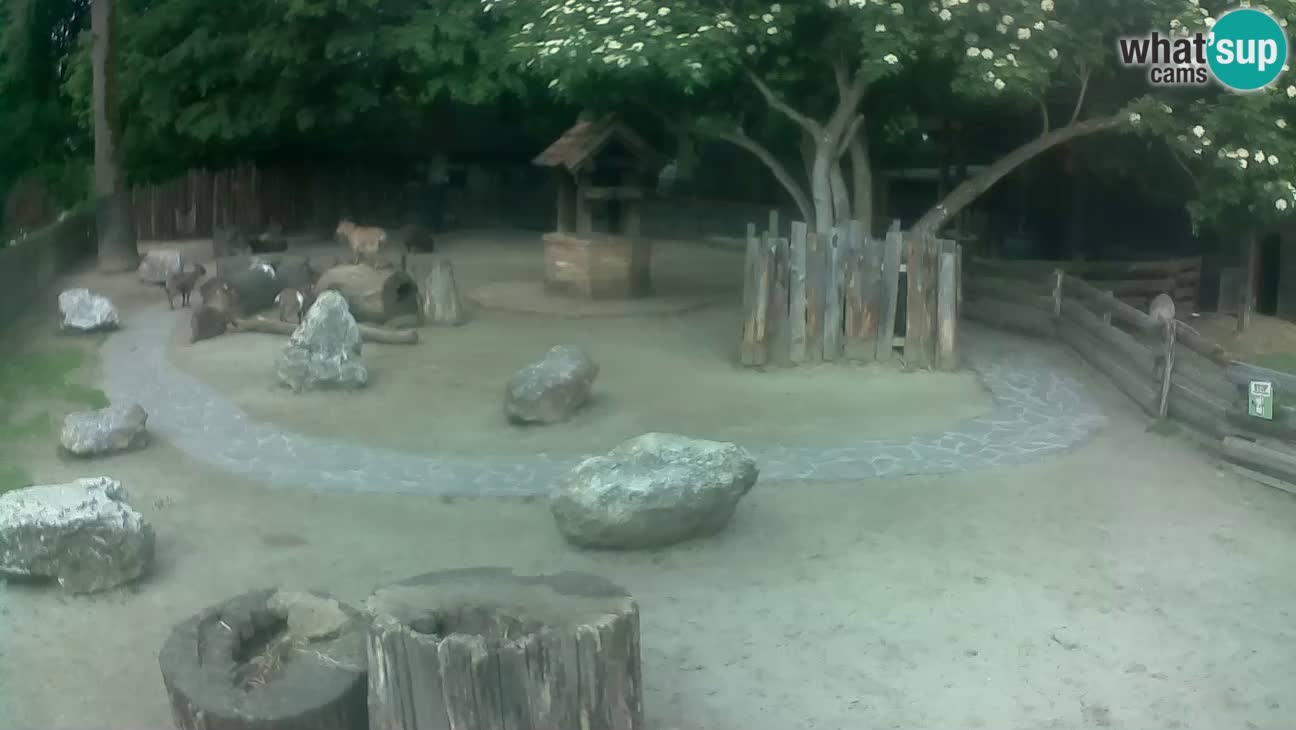 Zoo Zagreb – Rjava kapucinka