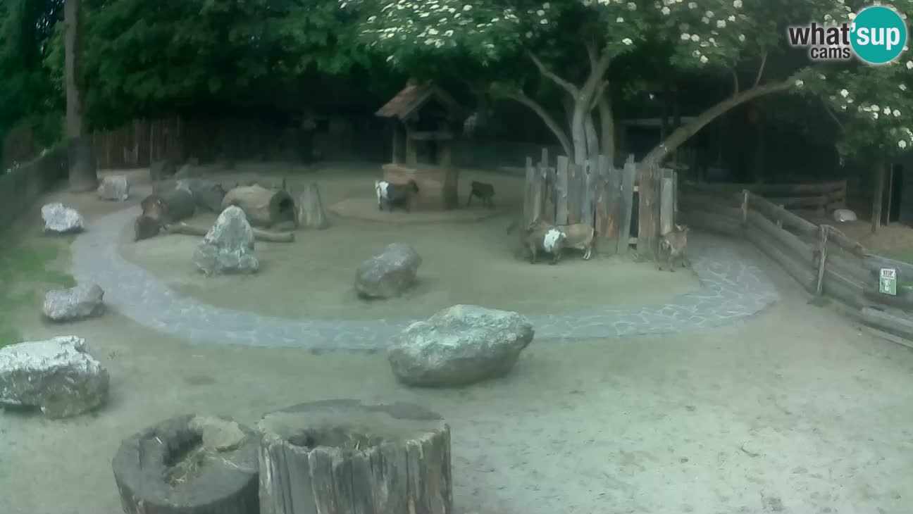 Zoo Zagreb – Cebo dai cornetti