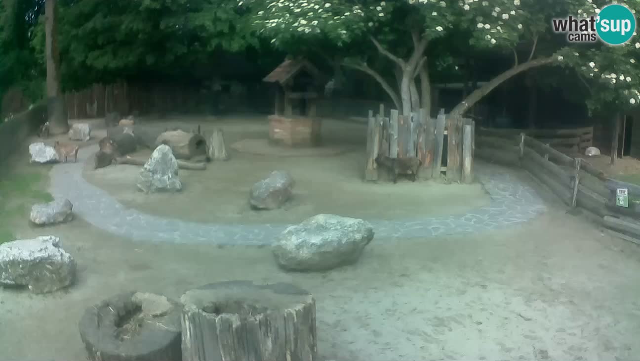 Zoo Zagreb –  Mono maicero