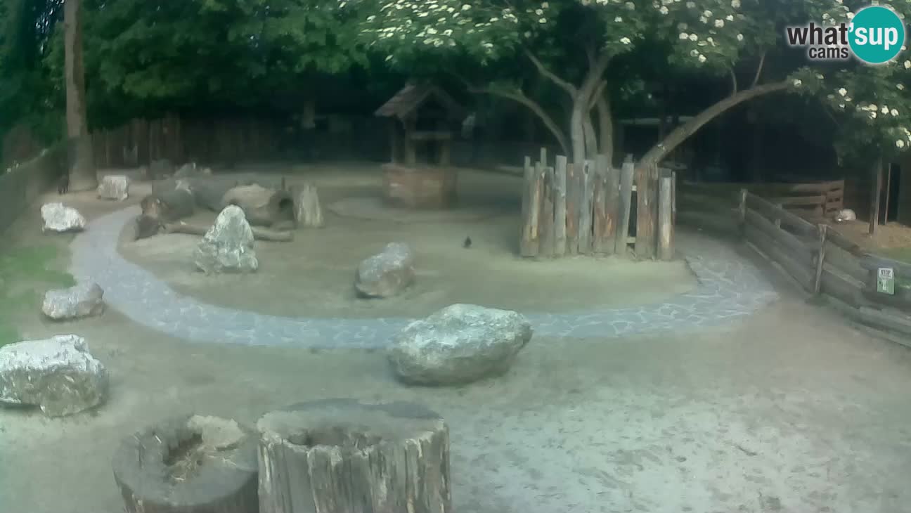 Zoo Zagreb –  Mono maicero