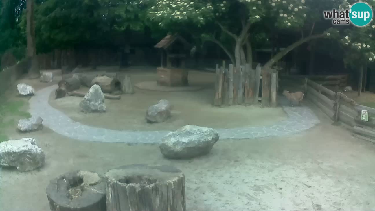 Zoo Zagreb – Brown Capuchin