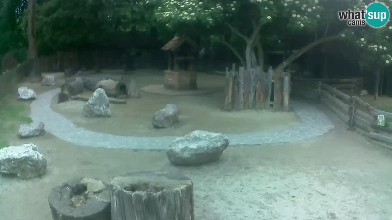 Zoo Zagreb – Brown Capuchin