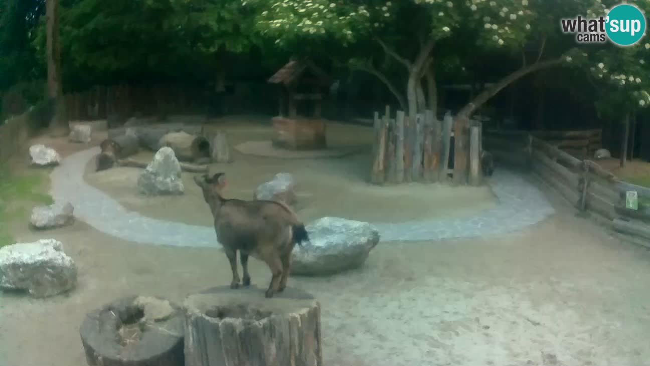 Zoo Zagreb – Haubenkapuziner