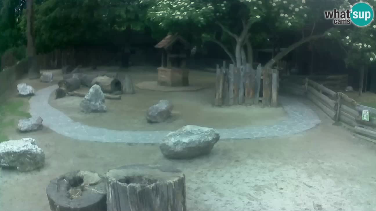 Zoo Zagreb – Rjava kapucinka