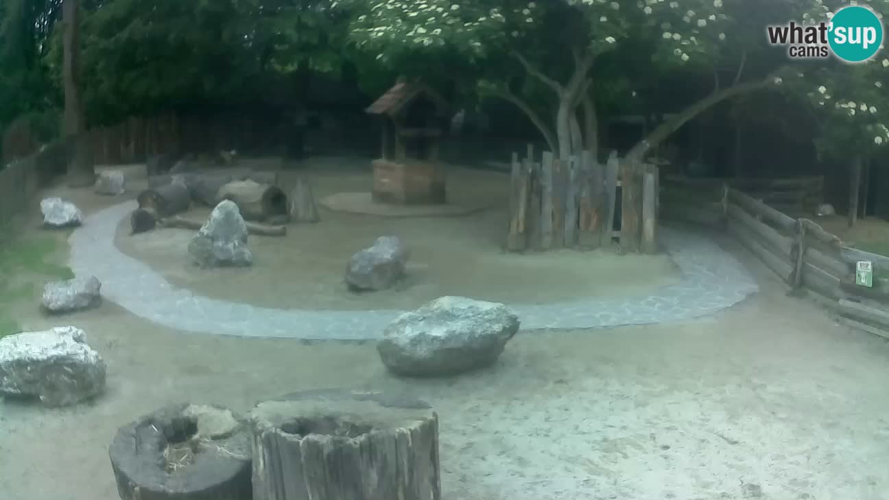 Zoo Zagreb – Haubenkapuziner