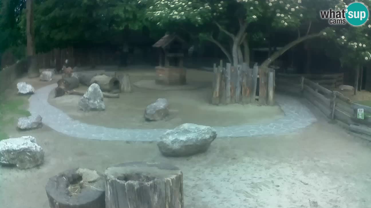 Zoo Zagreb – Rjava kapucinka