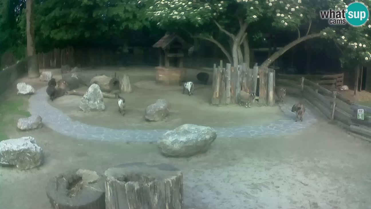 Zoo Zagreb – Brown Capuchin