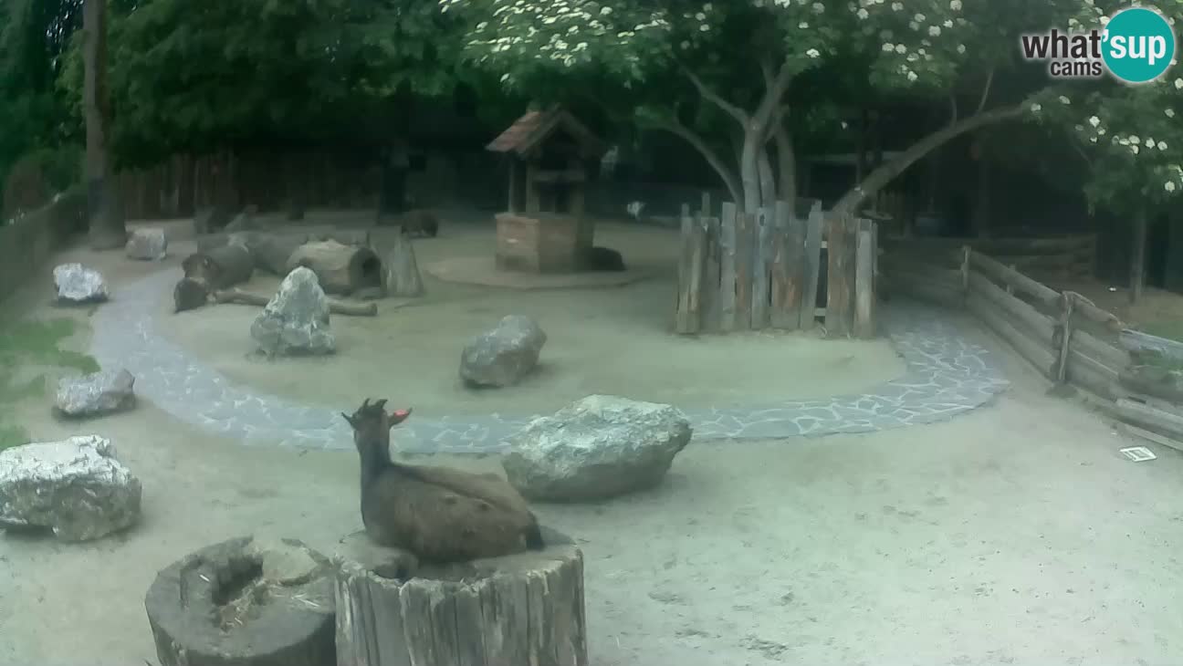 Zoo Zagreb –  Mono maicero