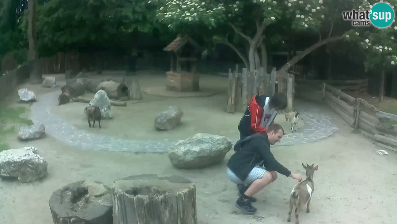 Zoo Zagreb – Brown Capuchin