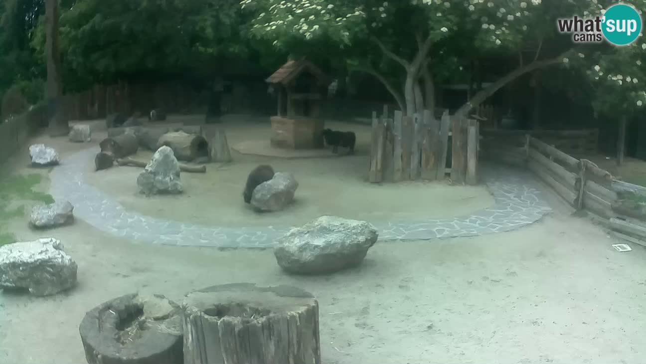 Zoo Zagreb – Brown Capuchin